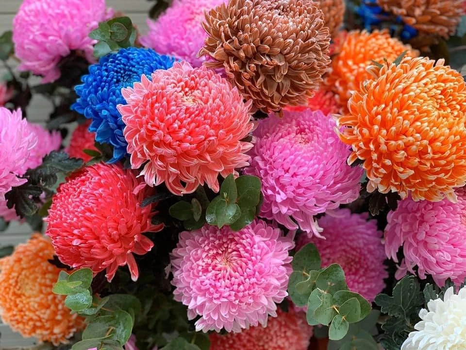 Hoa cúc mẫu đơn khổng lồ cả trăm nghìn/bông...dân tình đua nhau mua