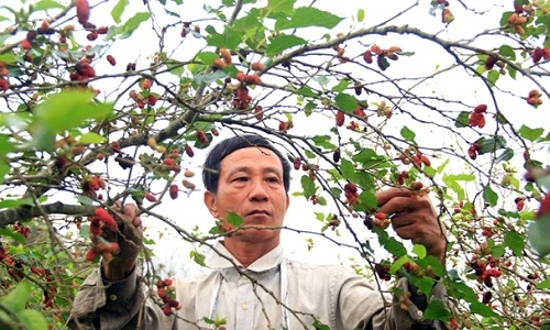 Cận cảnh vườn dâu tằm hơn trăm triệu đồng mỗi năm