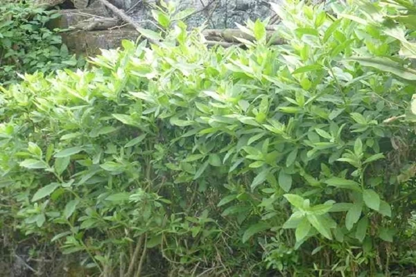 Cây mọc bờ rào “lên đời” thành đặc sản được dân phố lùng mua