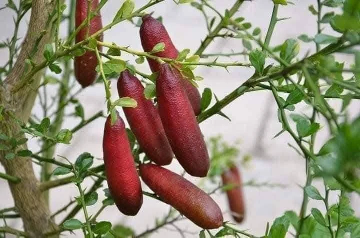 Tận mục giống chanh lạ 3 triệu đồng/kg gây sốt thị trường
