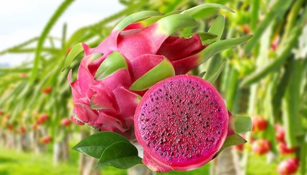 “Nữ hoàng trái cây” được thế giới săn đón, ở Việt Nam “rẻ bèo” 