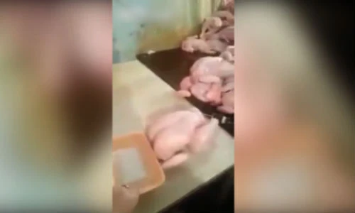 Gà còi biến thành gà lực sĩ nhờ hóa chất lạ