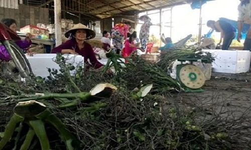 Những lần gom mua cau non kỳ lạ của thương lái Trung Quốc