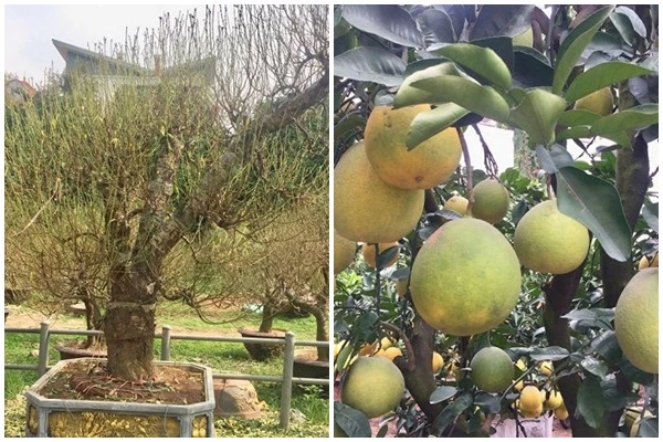 Đã mắt ngắm đào khủng, sai trĩu quả xuống phố sớm đón Tết
