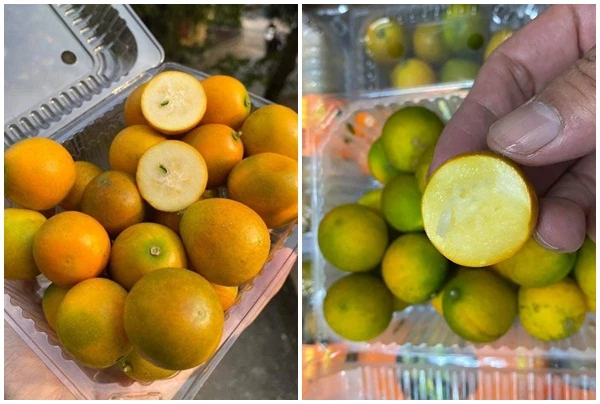 Quất ngọt không nước, đặc ruột hút khách dịp Tết Nguyên đán
