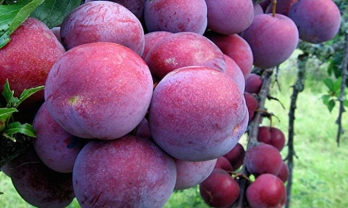 Thăm vườn mận bạc tỷ đỏ ối Hoàng Su Phì 