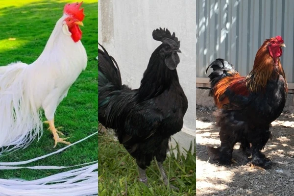 3 giống gà quý tộc đắt đỏ phục vụ đại gia Việt