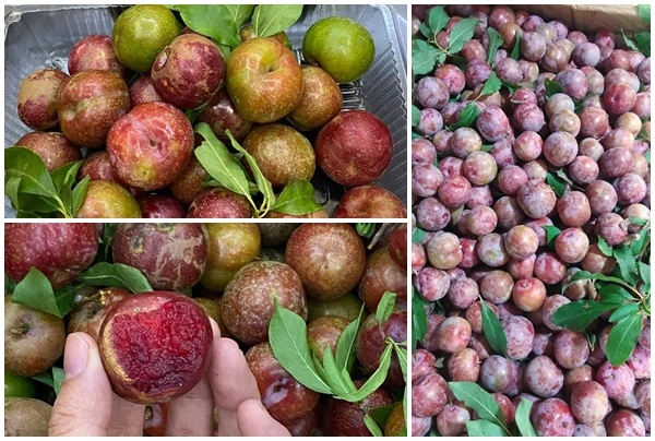 Mận hậu đầu mùa giá “chát”... chị em lùng mua đến “cháy hàng”