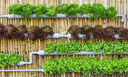 Cách trồng rau trên tường tiết kiệm không gian cho nhà phố