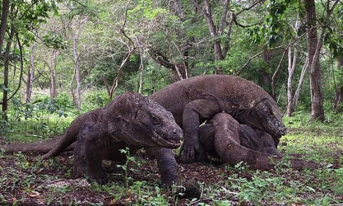 Ảnh động vật: Cuộc quyết chiến ác liệt giữa 4 con rồng komodo 