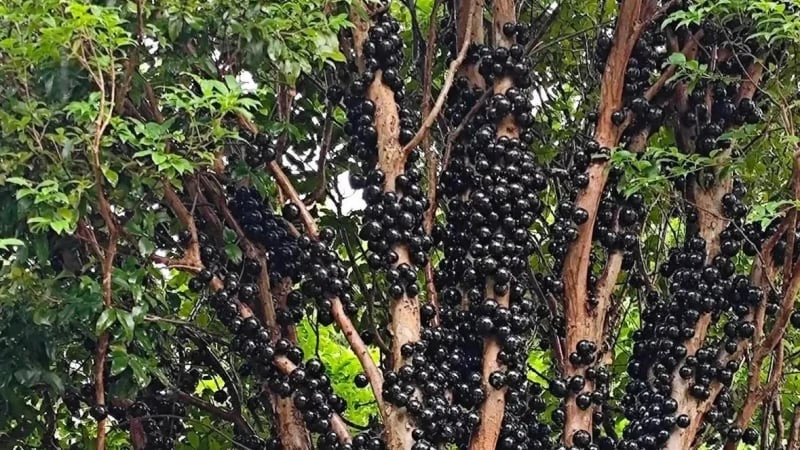 Phát sốt loài cây "trứng cá đen", đẹp nhà lại hái ra tiền