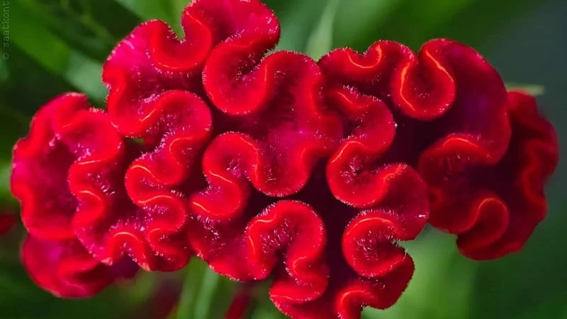 Cây cảnh dân dã trổ hoa rực rỡ, hút may mắn đầu mùa