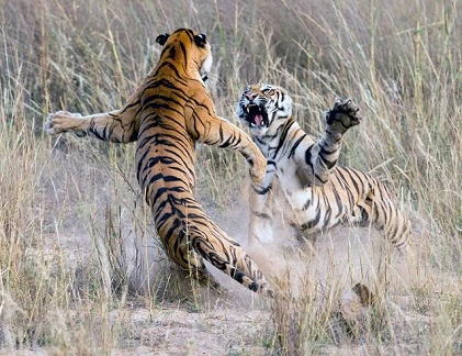 Ảnh động vật tuần: Cuộc chiến giữa hai mãnh hổ