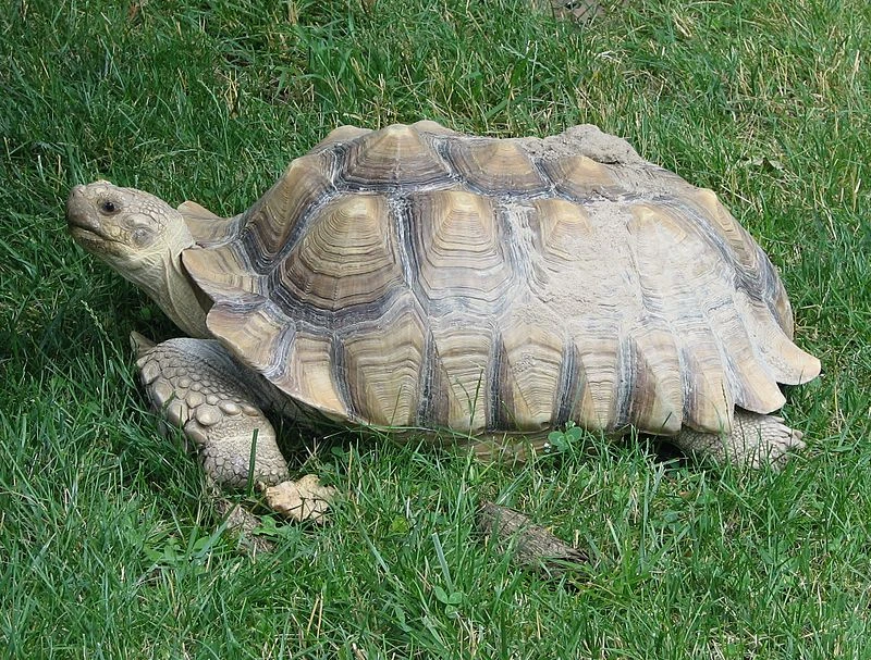 Rùa Sulcata "siêu to khổng lồ" xuất hiện ở Hà Nội có gì độc lạ?