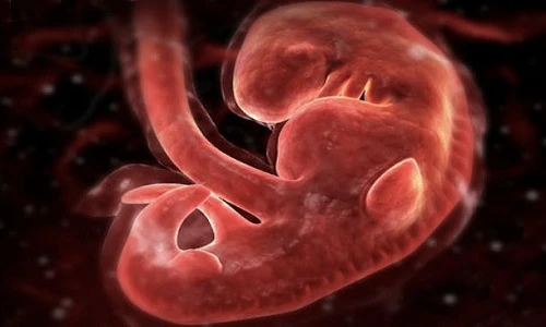 Khám phá khoa học đáng kinh ngạc về trái tim (1)