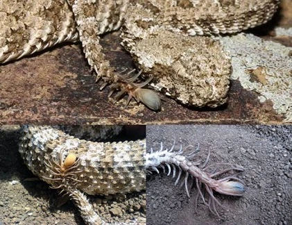 Kỳ dị rắn độc có sừng, đuôi giống nhện