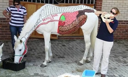 Những tác phẩm "xăm trổ" động vật gây tranh cãi nảy lửa
