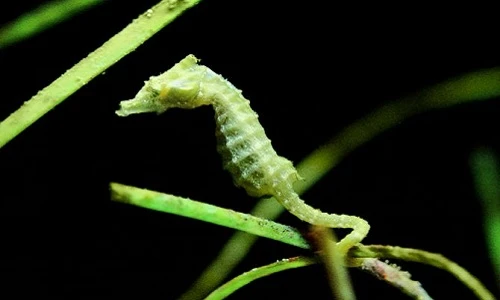 Những điểm tréo ngoe đến chết cười của cá ngựa