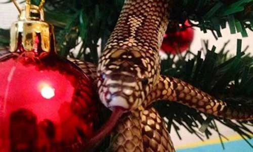 Ngộ nghĩnh hình ảnh thú cưng trong trang phục Noel