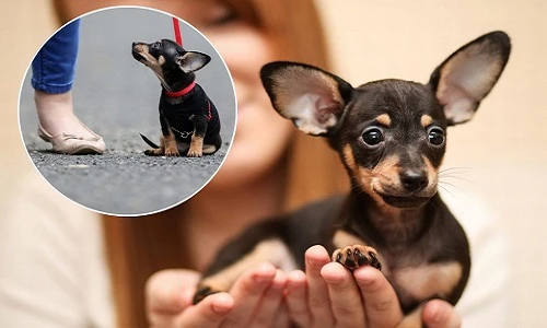 Chú chó kỳ lạ, bé đến mức bỏ vừa túi quần
