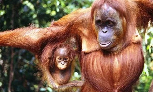 Điểm danh những loài động vật có trí nhớ kỷ lục