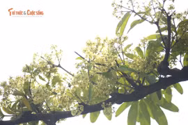  Hoa sữa phủ trắng đường TP HCM, người say hương, người 'chạy trốn'