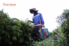 Mưu sinh tờ mờ sáng, người đàn ông "hái đặc sản" đưa về phố