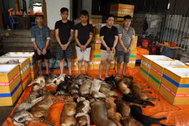 Triệt phá đường dây trộm hơn 10 tấn thịt chó bằng... ôtô