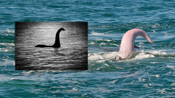 Tuyên bố sốc: "Quái vật hồ Loch Ness là 'của quý' của cá voi"?
