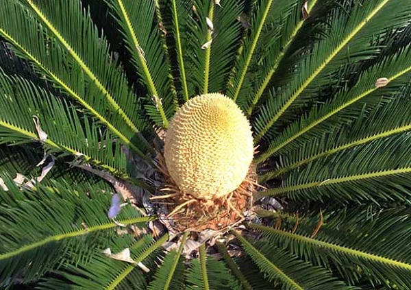 Loài cây cực hiếm ra hoa, hễ đơm bông là mang điềm báo