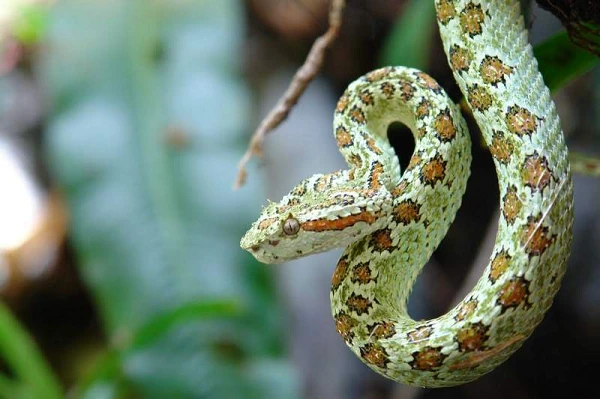 Cận cảnh loài rắn lục “sát thủ bóng đêm”, sở hữu nọc độc ghê gớm 