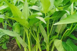 Khả năng sinh tồn kinh ngạc của loài cây quen thuộc trong mâm cơm Việt 