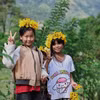 Say đắm sắc vàng hoa dã quỳ trên núi lửa Chư Đăng Ya