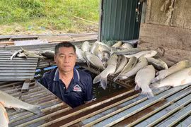 Truy tìm nguyên nhân vụ cá chết hàng loạt trên sông Lam