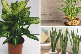 Gia chủ muốn phát tài đừng quên trồng 5 loại cây này trong nhà