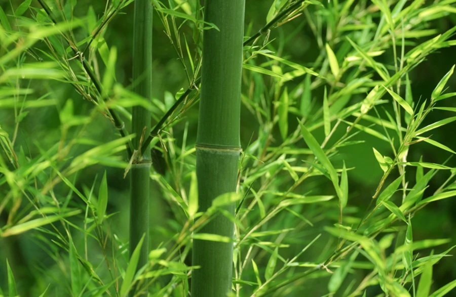 Trước nhà mà trồng 5 loại cây phong thủy này, lộc ào về như thác lũ