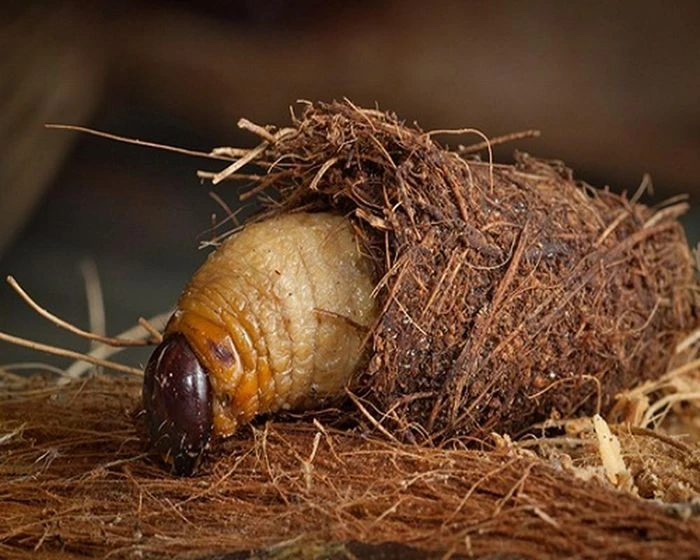 Sự thật bất ngờ về con đuông dừa... nghe cực choáng 