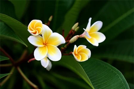 6 loại hoa tuyệt đối không đặt trên bàn thờ ngày Tết