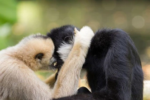 9 động vật "chung tình" nhất thế gian, con người phải ngưỡng mộ 