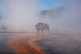 Bò rừng bị luộc chết tại suối nước nóng Yellowstone gây sốc