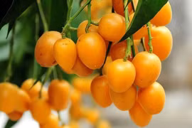 Ý nghĩa phong thủy không ngờ của loài cây dân dã