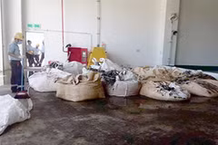 Sếp "môi trường" đem chất thải của Formosa về... bón cây