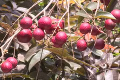 Những siêu quả đắt đỏ trồng thành công ở Việt Nam