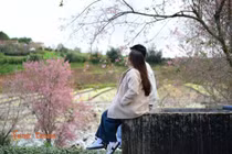 Cận Tết Dương lịch, mai anh đào nhuộm tím đồi chè Cầu Đất Đà Lạt