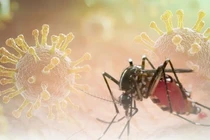 Lâm Đồng tăng cường giám sát, phòng ngừa bệnh Chikungunya