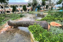  Ba cây xanh lâu năm bị cưa hạ, trung tâm giáo dục Lâm Đồng bị xử phạt