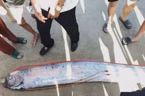 Cá “hố rồng” dạt vào bờ biển Lâm Đồng, người dân hiếu kỳ theo dõi