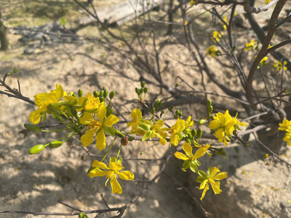 Không chỉ các hộ trồng mai lâu năm, nhiều gia đình ở phường Hoành Sơn cũng mạnh dạn đầu tư mở rộng diện tích, áp dụng kỹ thuật chăm sóc mới nhằm nâng cao chất lượng cây.