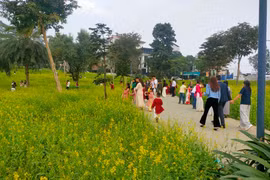 Cánh đồng hoa cải nở đúng dịp Tết, hút khách tham quan tại Phú Thọ