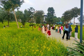 Cánh đồng hoa cải nở đúng dịp Tết, hút khách tham quan tại Phú Thọ